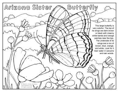 Arizona Sister Butterfly Coloring Page Link Thumbnail