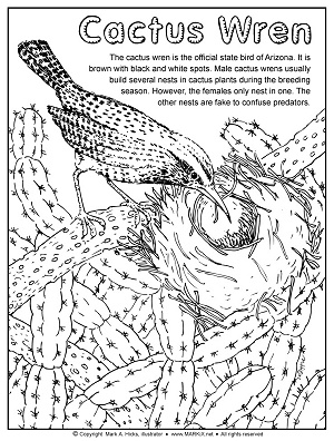 Cactus Wren Coloring Page by illustrator Mark A. hicks