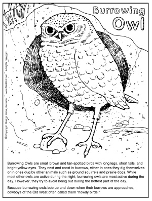 Burrowing Owl Coloring Page PDF link