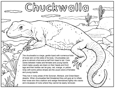 Chuckwalla Coloring Page PDF link