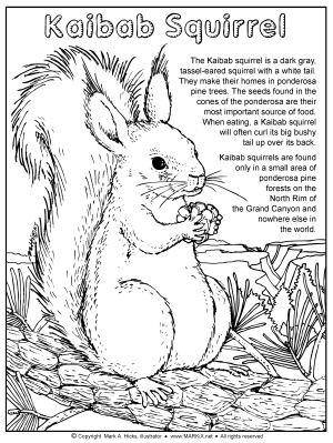 Kaibab Squirrel Coloring Page PDF link
