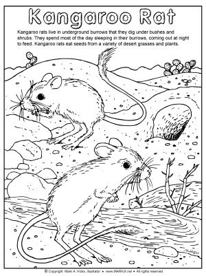 Desert Rat Coloring Page link thumbnail