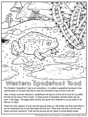 Western Spadefoot Toad Coloring Page link thumbnail