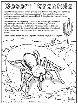 Desert Tarantula Coloring Page link thumbnail